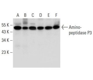 Aminopeptidase P3 Antibody (C-5) - Western Blotting - Image 298004 