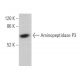 Aminopeptidase P3 Antibody (C-5) - Western Blotting - Image 374364