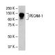 PECAM-1 (H-300): sc-8306. Western blot analysis of PECAM-1 expression in AML-193 whole cell lysate.