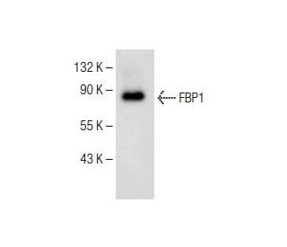FBP1 Antibody (B-7) - Western Blotting - Image 150031 