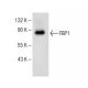 FBP1 Antibody (B-7) - Western Blotting - Image 150031 