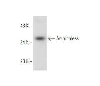 Amnionless Antibody (F-7) - Western Blotting - Image 144674 