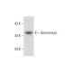Amnionless Antibody (F-7) - Western Blotting - Image 144674 
