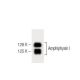 Amphiphysin I Antibody (15) - Western Blotting - Image 60234 