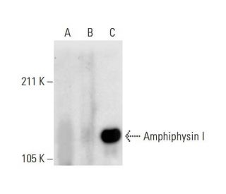 Amphiphysin I Antibody (D-6) - Western Blotting - Image 289712 