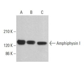 Amphiphysin I Antibody (G-4) - Western Blotting - Image 382681 