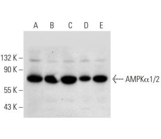 AMPK alpha 1/2 Antibody (D-6) - Western Blotting - Image 309651Each CRISPR/Cas9 Knockout (KO) Plasmid product consists of a pool of 3 plasmids designed to ensure identification and cleavage of a specific gene for maximum knockout efficiency. Each plasmid encodes a unique 20 nt sequence derived from the GeCKO (v2) library.