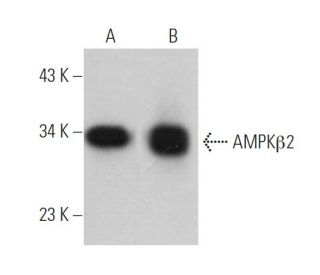 AMPKβ2 Antibody (C-7) - Western Blotting - Image 374690