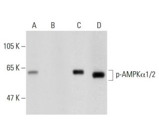 AMPK alpha 1 Antibody (71.54) - Western Blotting - Image 128867 