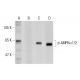 AMPK alpha 1 Antibody (71.54) - Western Blotting - Image 128865 