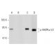 AMPK alpha 1 Antibody (71.54) - Western Blotting - Image 128867 