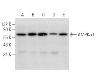 AMPK alpha 1 Antibody (H-4) - Western Blotting - Image 309650 