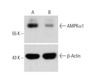 AMPK&alpha;1 CRISPR/CAS9 KO Plasmid (h): sc-400104. Western blot analysis of AMK&alpha;1 expression in empty vector control (A) and AM 