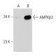 AMPKβ2 Antibody (362-7) - Western Blotting - Image 34824
