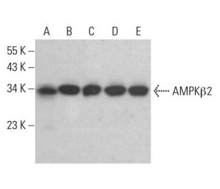 AMPK&beta;2 Antibody (C-7) - Western Blotting - Image 383763 