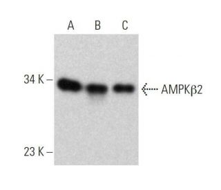 AMPK&beta;2 Antibody (F-8) - Western Blotting - Image 358629 
