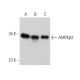 AMPKβ2 Antibody (F-8) - Western Blotting - Image 358629 