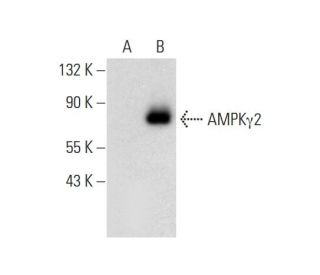 AMPK&gamma;2 Antibody (F-2) - Western Blotting - Image 308441