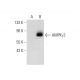 AMPKγ2 Antibody (F-2) - Western Blotting - Image 308441
