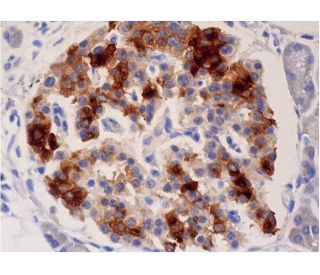 Amylin Antibody (E-5) - Immunohistochemistry - Image 286537 