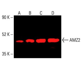 AMZ2 Antibody (E-4) - Western Blotting - Image 415776 