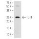 AN3 CA Cell Lysate: sc-24662. Western blot analysis of IL-11...