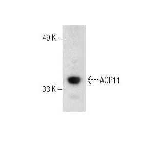 AN3 CA Cell Lysate: sc-24662. Western blot analysis of AQP11... 