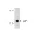 AN3 CA Cell Lysate: sc-24662. Western blot analysis of AQP11... 