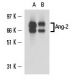 Angiopoietin 2/Ang-2/ANGPT2 Antibody (H-11) - Western Blotting - Image 15489