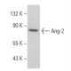 Angiopoietin 2/Ang-2/ANGPT2 Antibody (H-11) - Western Blotting - Image 354426 