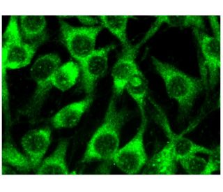 Ang-4 Antibody (A-6) - Immunofluorescence - Image 296779 