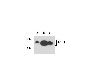ANG I Antibody (C-1) - Western Blotting - Image 18285 