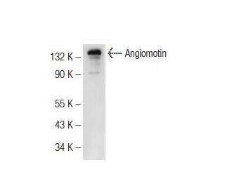 Angiomotin Antibody (B-4) - Western Blotting - Image 126367 