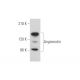 Angiomotin Antibody (G-12) - Western Blotting - Image 344619