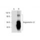 Angiomotin-L2 Antibody (A-9) - Western Blotting - Image 303494