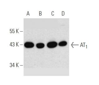 Angiotensin Receptor/AT1/AGTR1 Antibody (G-3) - Western Blotting - Image 371031