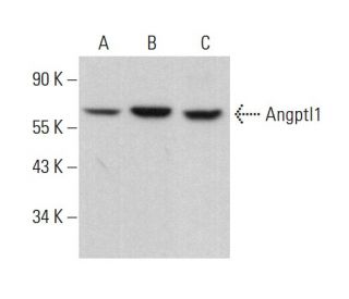 Angptl1 Antibody (A-3) - Western Blotting - Image 376306 