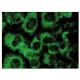 Angptl1 Antibody (A-5) - Immunofluorescence - Image 142793 