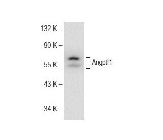 Angptl1 Antibody (A-5) - Western Blotting - Image 146446 