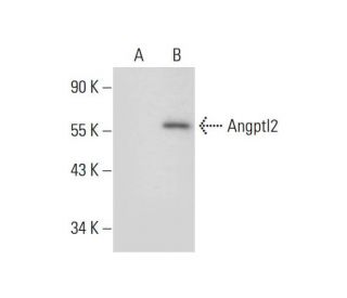 Angptl2 Antibody (H-2) - Western Blotting - Image 297929