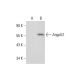 Angptl2 Antibody (H-2) - Western Blotting - Image 297929