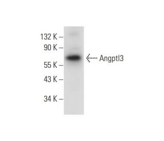 Angptl3 Antibody (G-5) - Western Blotting - Image 294434 