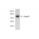 Angptl3 Antibody (G-5) - Western Blotting - Image 294434 