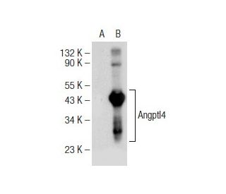 Angptl4 Antibody (A-2) - Western Blotting - Image 146903 