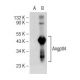 Angptl4 Antibody (A-2) - Western Blotting - Image 146903 
