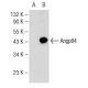 Angptl4 Antibody (C-7) - Western Blotting - Image 146905
