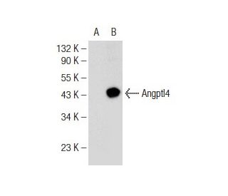 Angptl4 Antibody (C-7) - Western Blotting - Image 146905Each CRISPR/Cas9 Knockout (KO) Plasmid product consists of a pool of 3 plasmids designed to ensure identification and cleavage of a specific gene for maximum knockout efficiency. Each plasmid encodes a unique 20 nt sequence derived from the GeCKO (v2) library. 