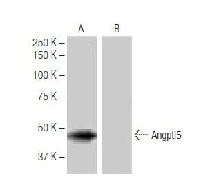 Angptl5 Antibody (7-RE8) - Western Blotting - Image 64843