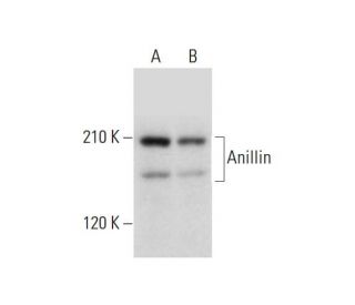 Anillin Antibody (C-7) - Western Blotting - Image 325202 