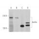 Anillin Antibody (C-7) - Western Blotting - Image 364315 